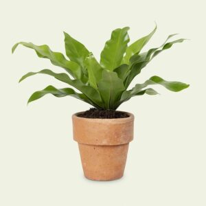 House Plant