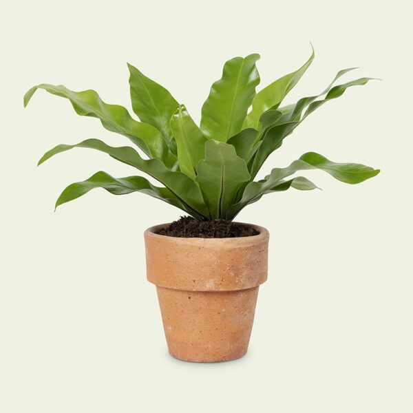 House Plant